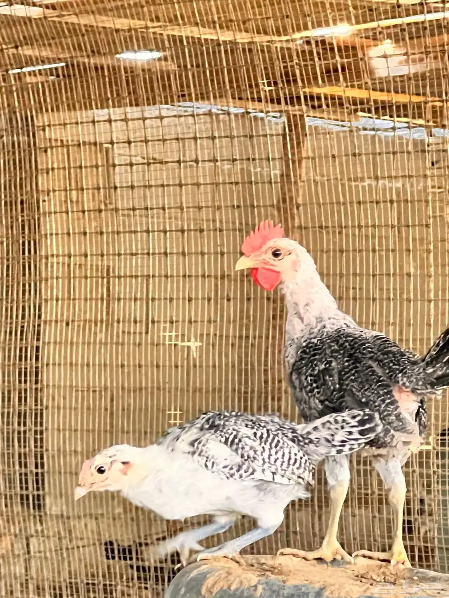 صيصان ودجاج بلدي عمر 3 شهور ونص 0