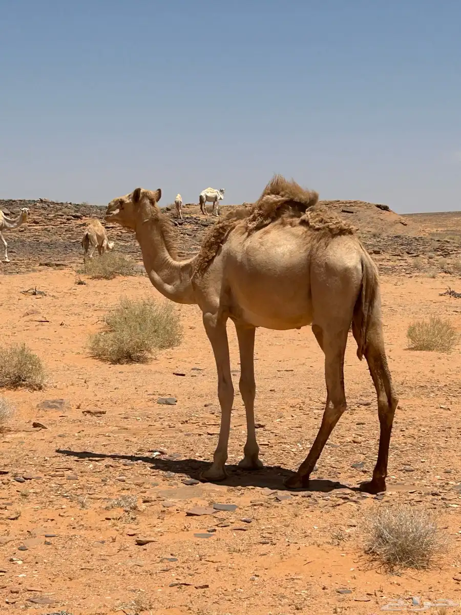 قعود لقي 1