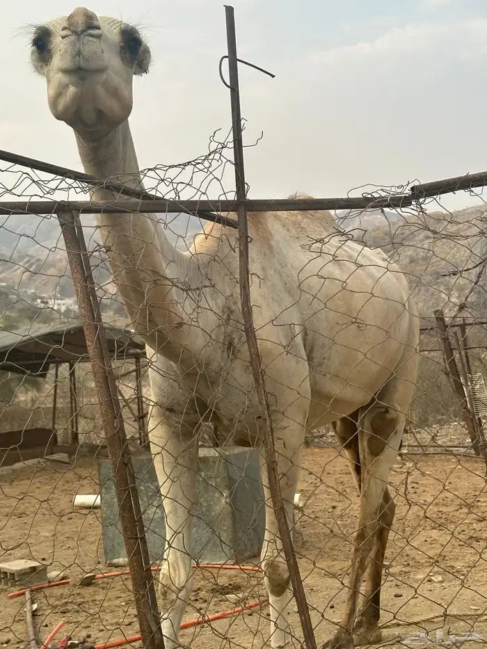 نياق. تم البيع 8