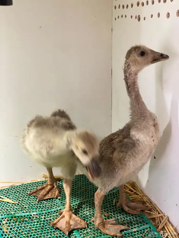 فروخ وز عراقي اصل 1