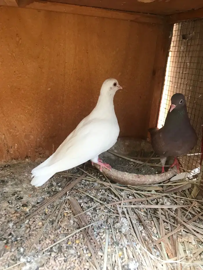صنعاني اصيل شيبه 15