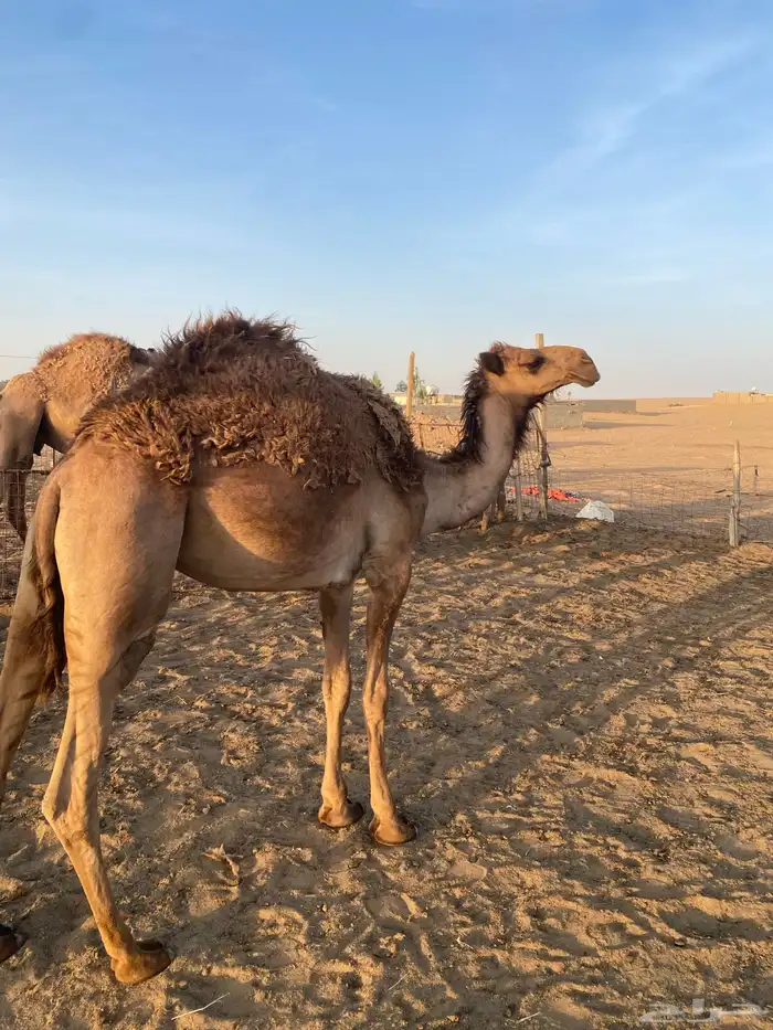 للبيع بكره شعلا 0