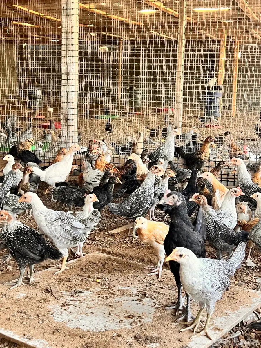 صيصان ودجاج بلدي عمر 3 شهور ونص 1