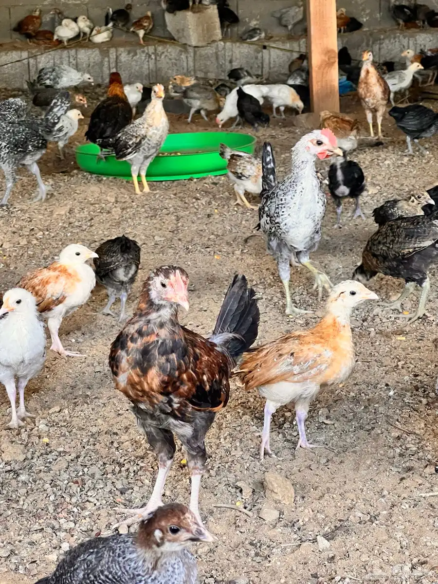 صيصان ودجاج بلدي عمر 3 شهور ونص 3
