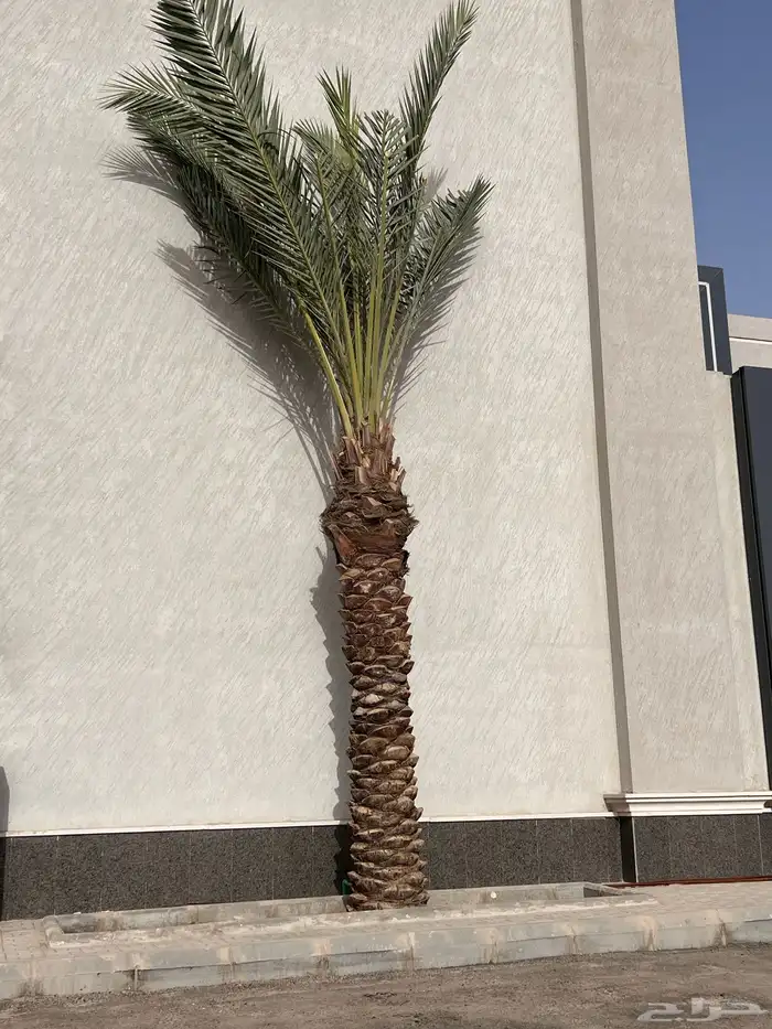 نخل للبيع جميع الطول موجود 0
