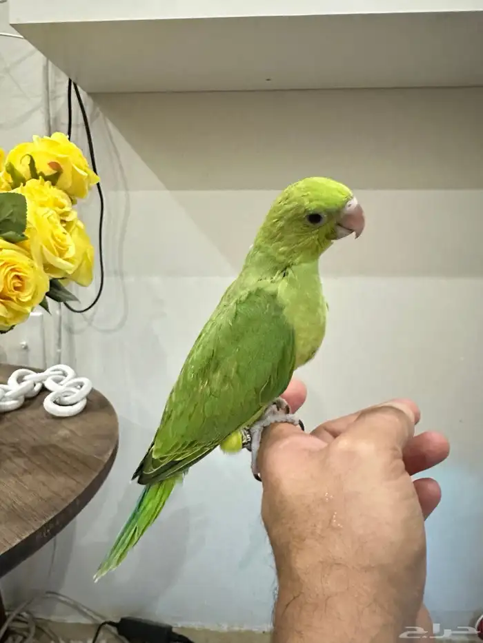 فرخ دره نهايه غر اليف بدون عض 0