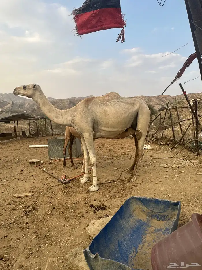 نياق. تم البيع 4