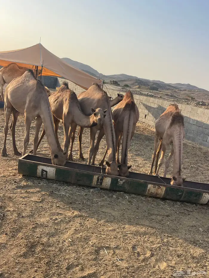 بكار للبيع 3
