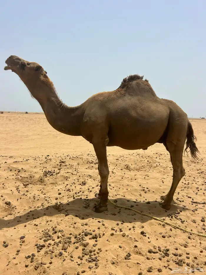 البعير الساحلي الحمر 0