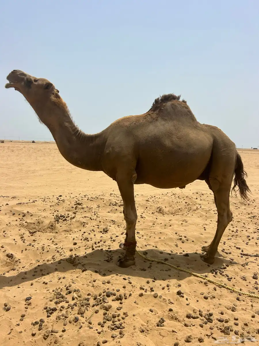 البعير الساحلي الحمر 0