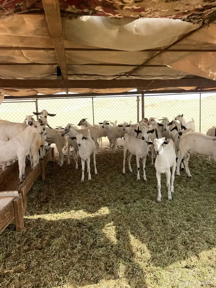 جفران للبيع 0