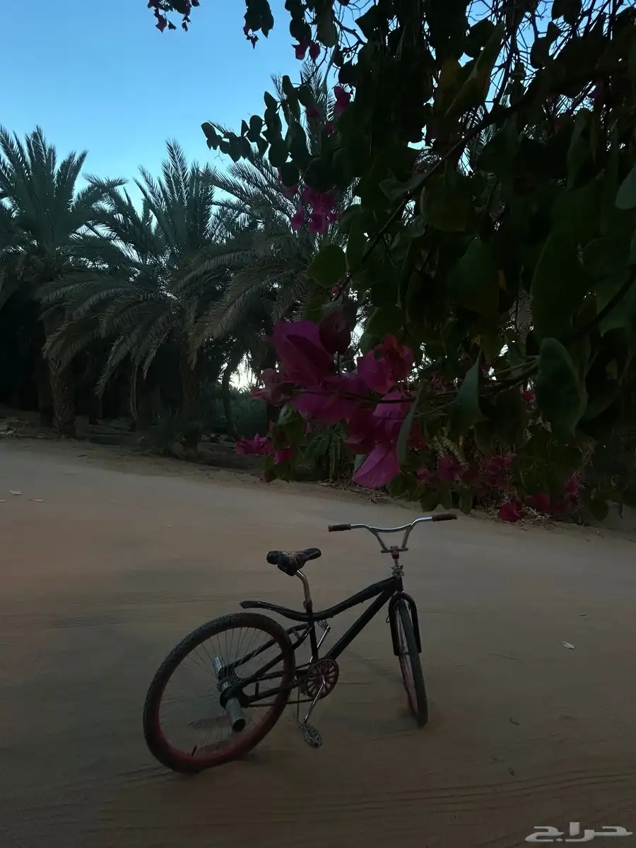 سيكل كوبرا للبيع مقاس 24 7