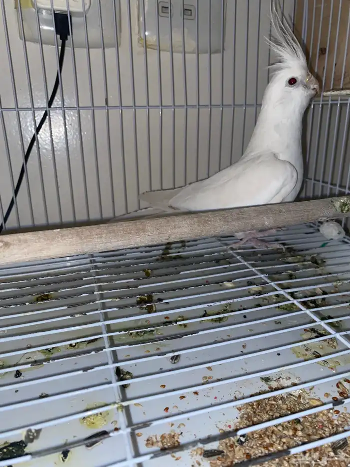 ذكر كروان البينو للبيع 0