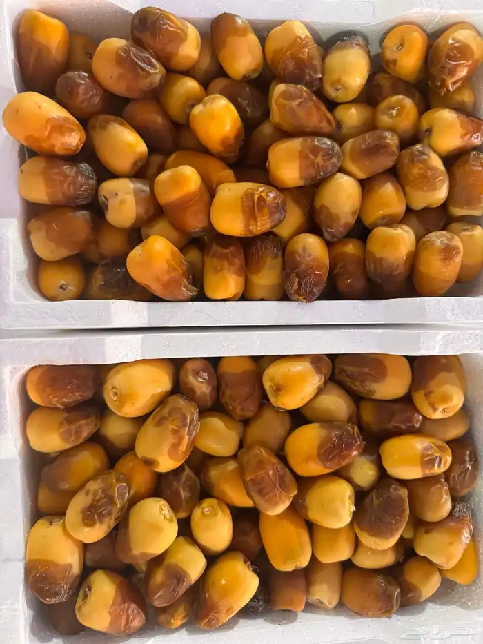 رطب خلاص وربيعه 2