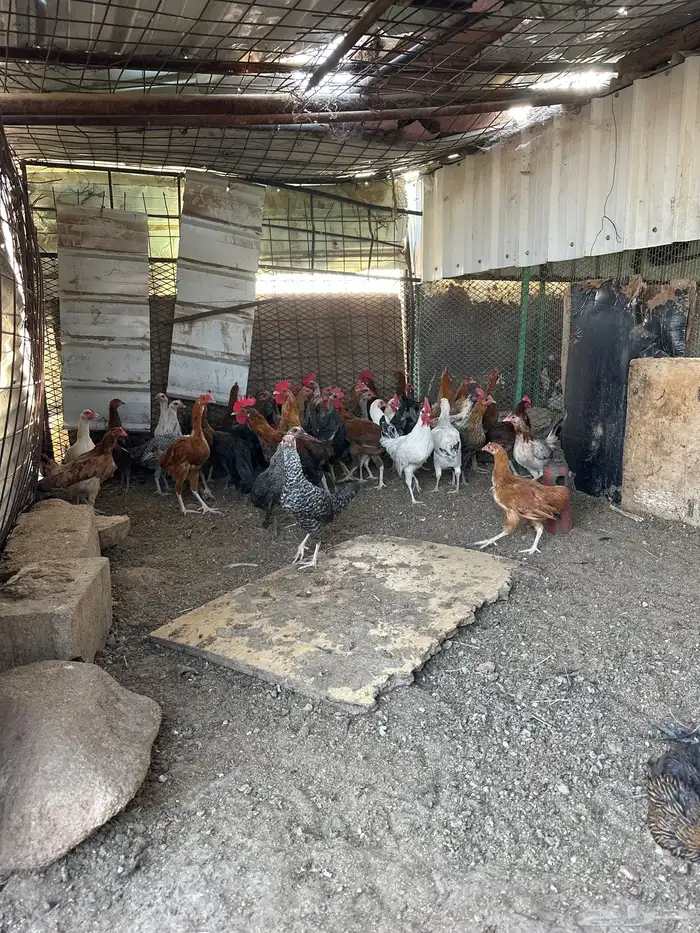 دجاج بلدي بشاير شي نظيف 1