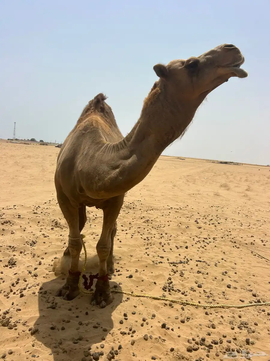 البعير الساحلي الحمر 2
