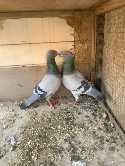 حمام زجل إ إذكور 0