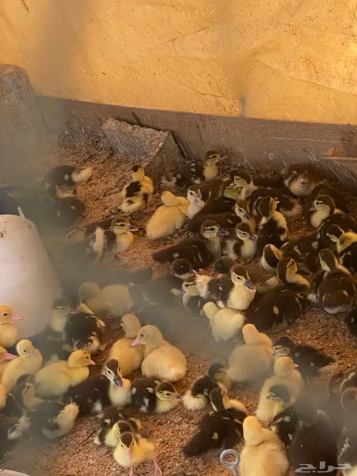 صوص بح للبيع 4