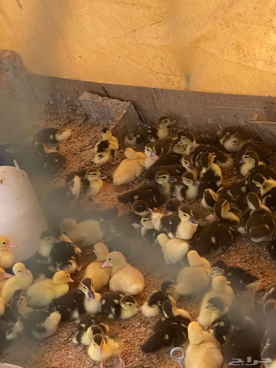 صوص بح للبيع 4