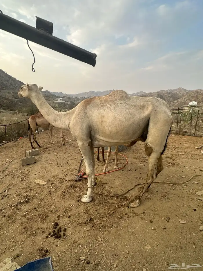 نياق. تم البيع 0