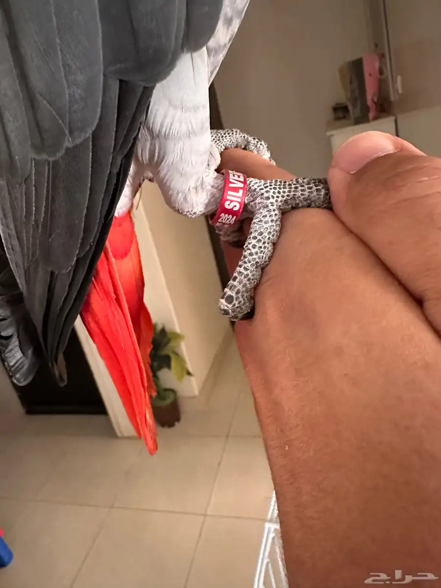 ببغاء كاسكو تم البيع 0