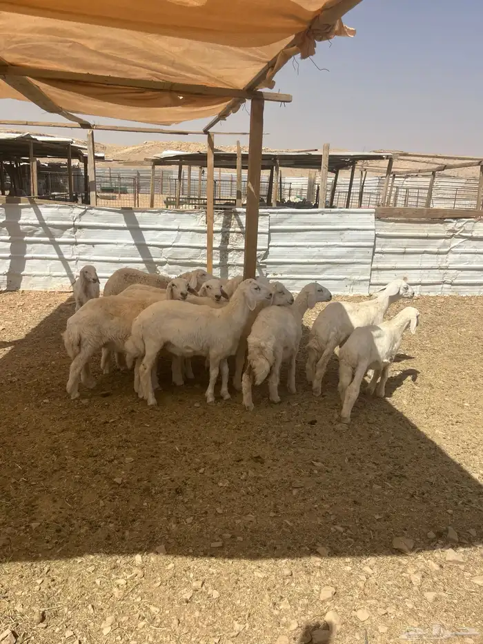 خرفان ورخال للبيع 0
