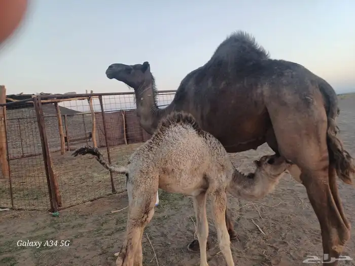 خلفة تم البيع خارج الموقع 3