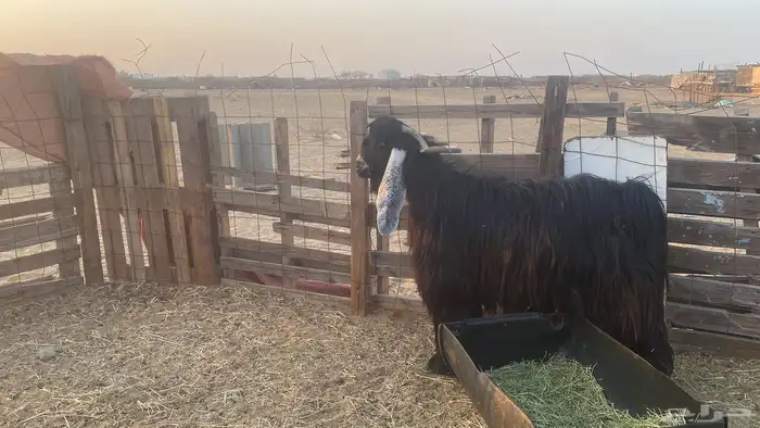 للبيع تيس فحل عارضي صنف الصنف مشروط 3