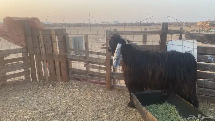 للبيع تيس فحل عارضي صنف الصنف مشروط 4