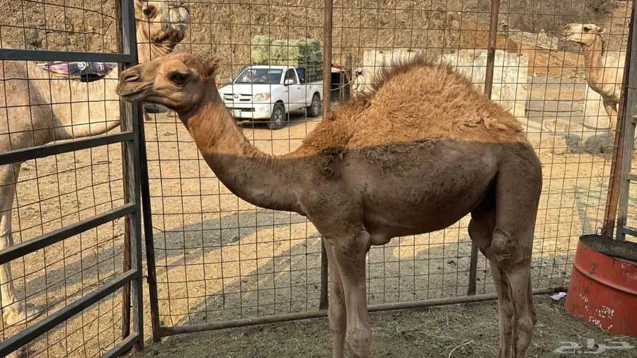 تهامه شهران 0