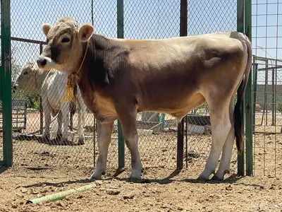 عجل سويسري بيور ( مشروع فحل فاخر ) 11
