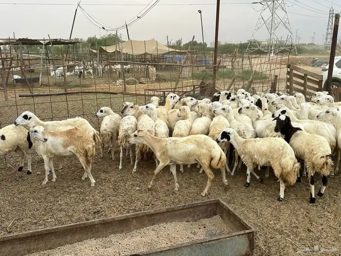 رخال رفيديات مقاني طيبه 11