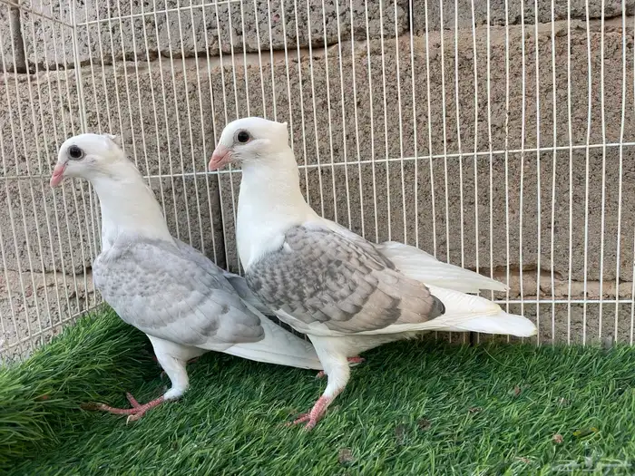 زاجل مكتف 1