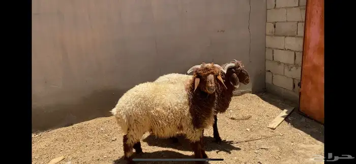خرفان تمايم خروف جذعان 1