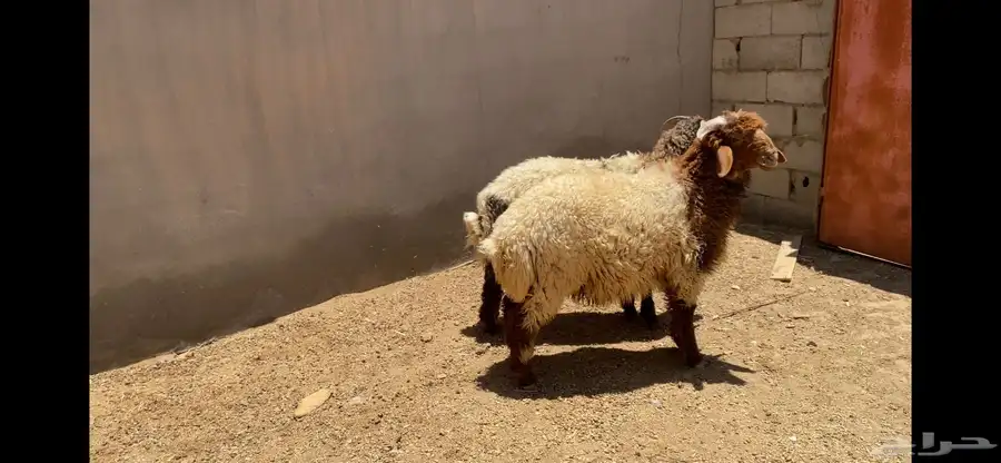 خرفان تمايم خروف جذعان 0