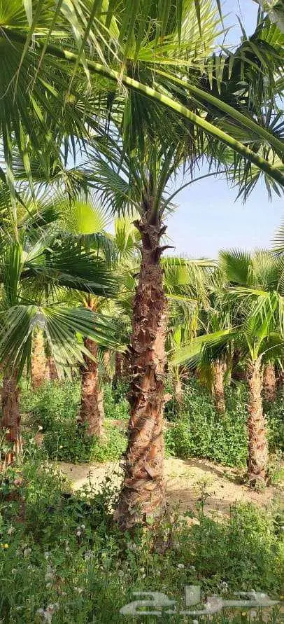 نخل واشنطن زينه مروحه 6