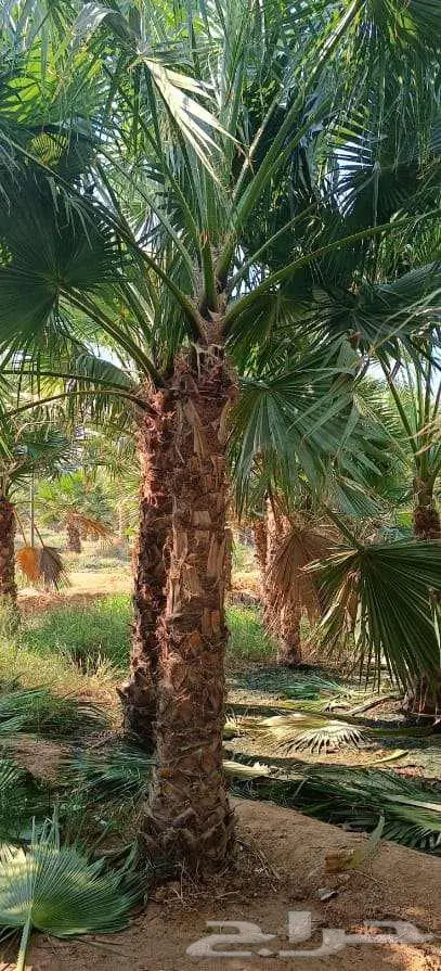 نخل واشنطن زينه مروحه 4