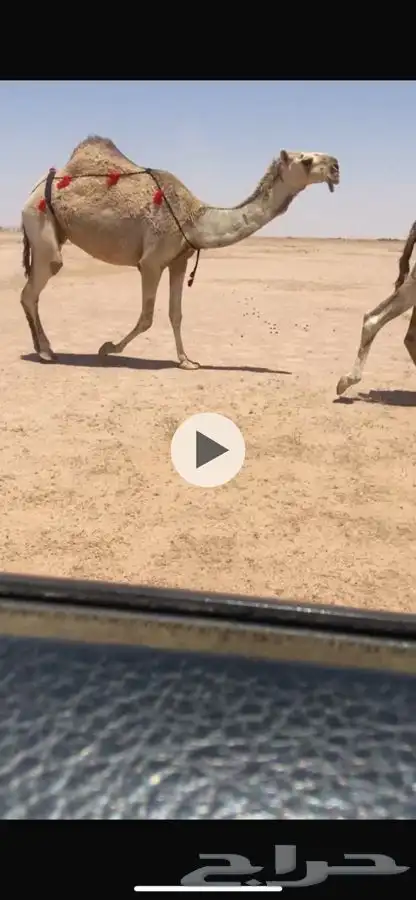 لقحات شقح العدد 3 على بعير الامير 0
