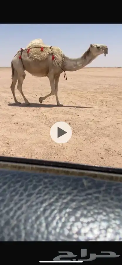 لقحات شقح العدد 3 على بعير الامير 1