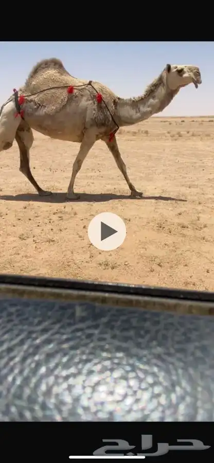 لقحات شقح العدد 3 على بعير الامير 2