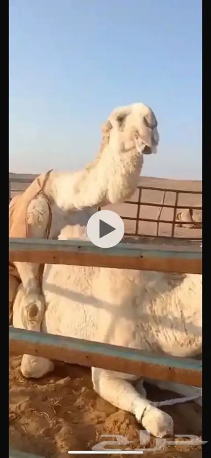 لقحات شقح العدد 3 على بعير الامير 3