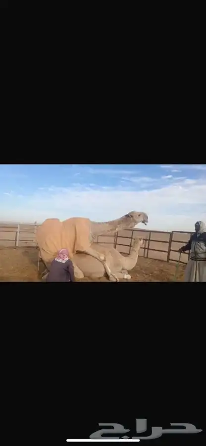 لقحات شقح العدد 3 على بعير الامير 4