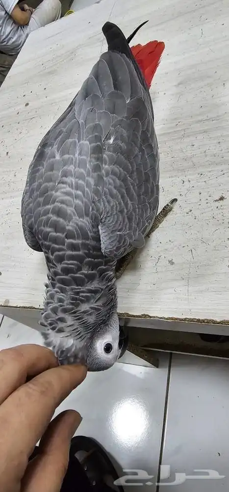 ببغاء كاسكو تم البيع 7