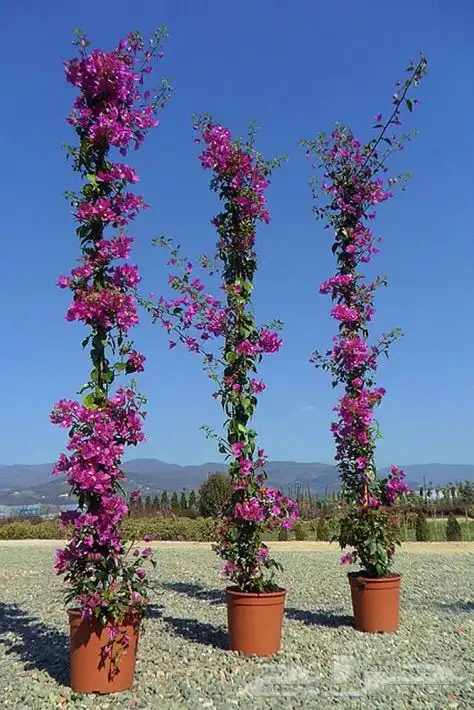 تنسيق الحدائق 19