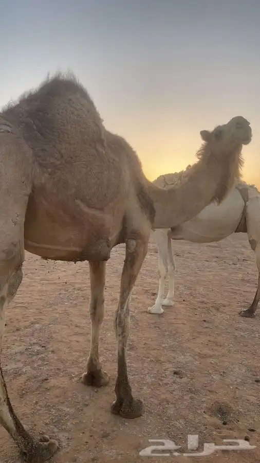 ناقه اللقحه 7شهور 0