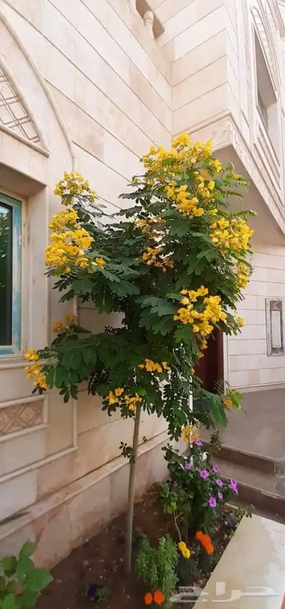 تنسيق الحدائق 11