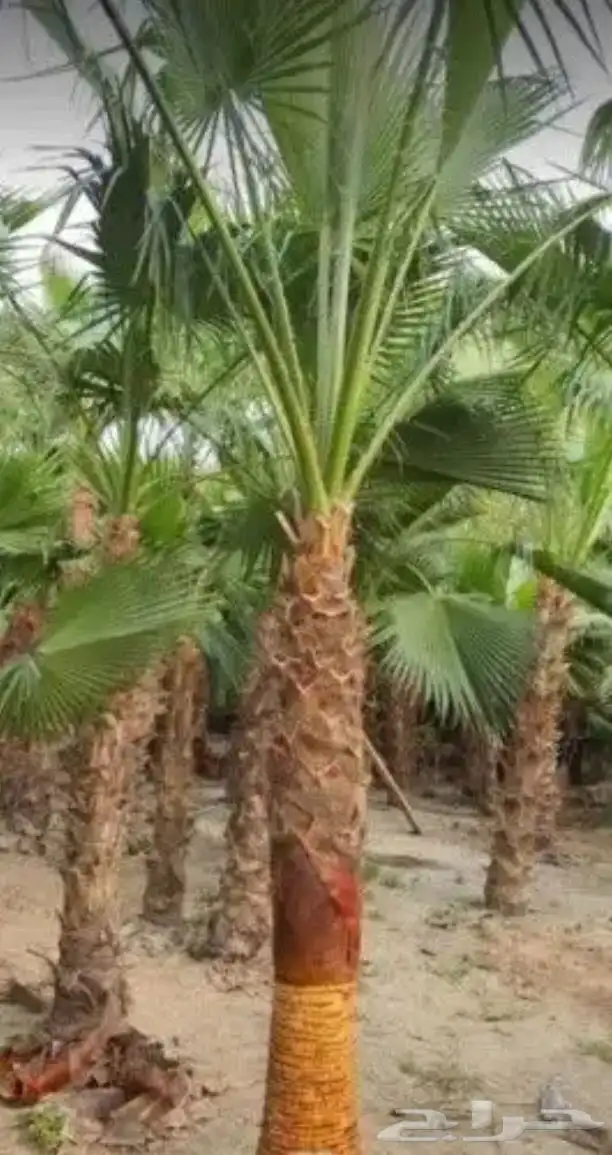 تنسيق الحدائق 9