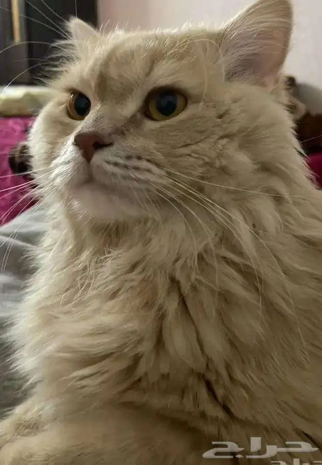 قط شيرازي ذكر للتبني 2