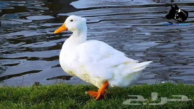 تعلن مزارع ارنوبي بفضل الله وتوفيقه عن توفر بط بكيني 0