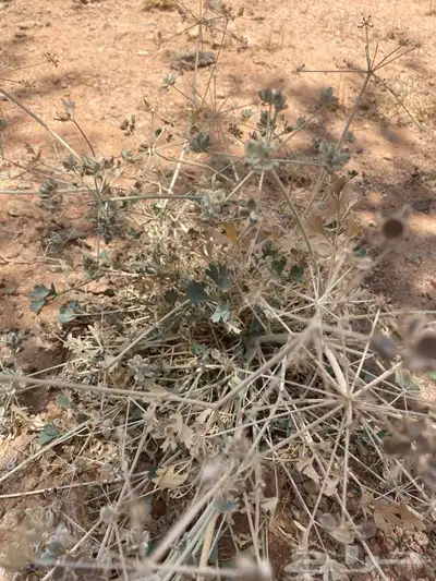 بذور نباتات بريه حزا 3